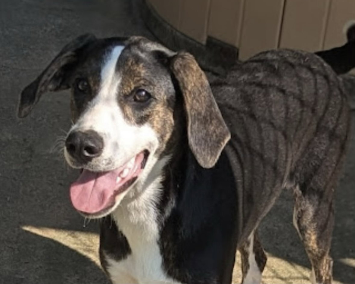 Mallory (in foster)