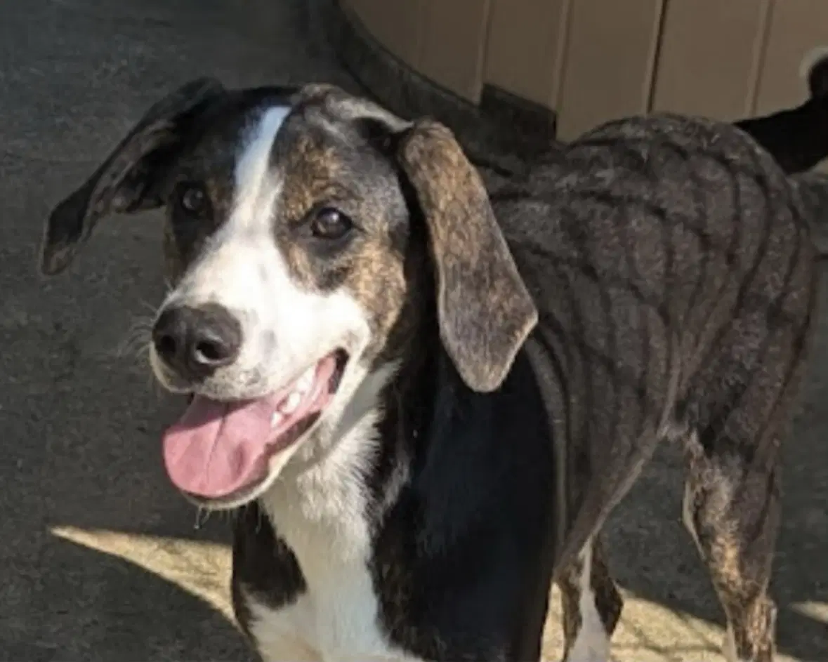 Mallory In Foster - Hound