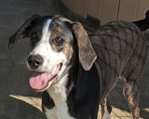 Mallory (in foster), an adoptable Hound in Pottstown, PA