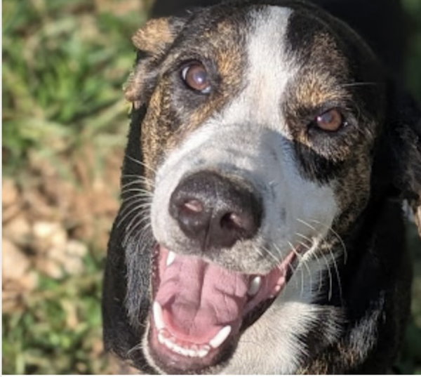 Mallory (in foster)