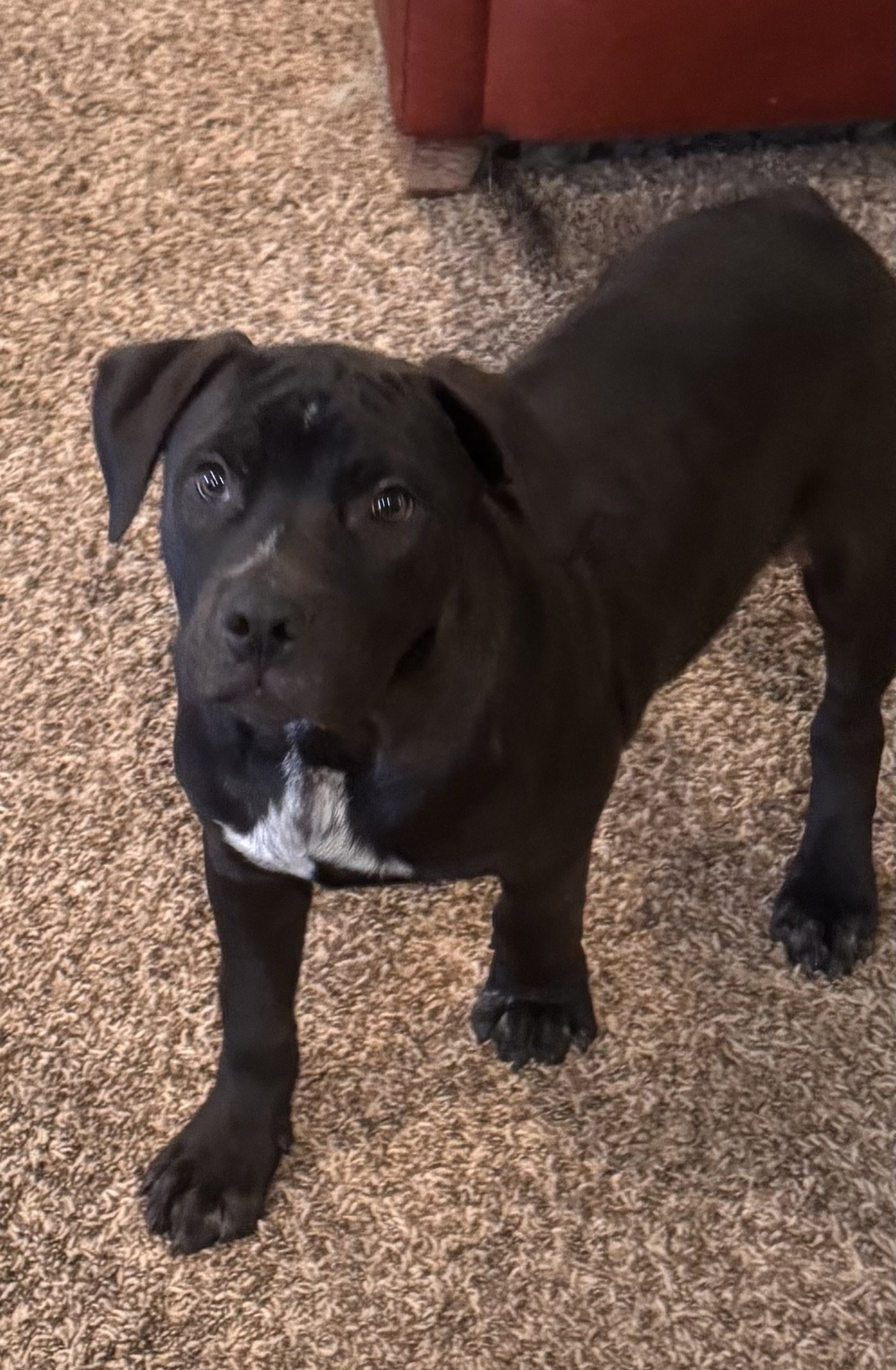 Tracker (in foster) Image