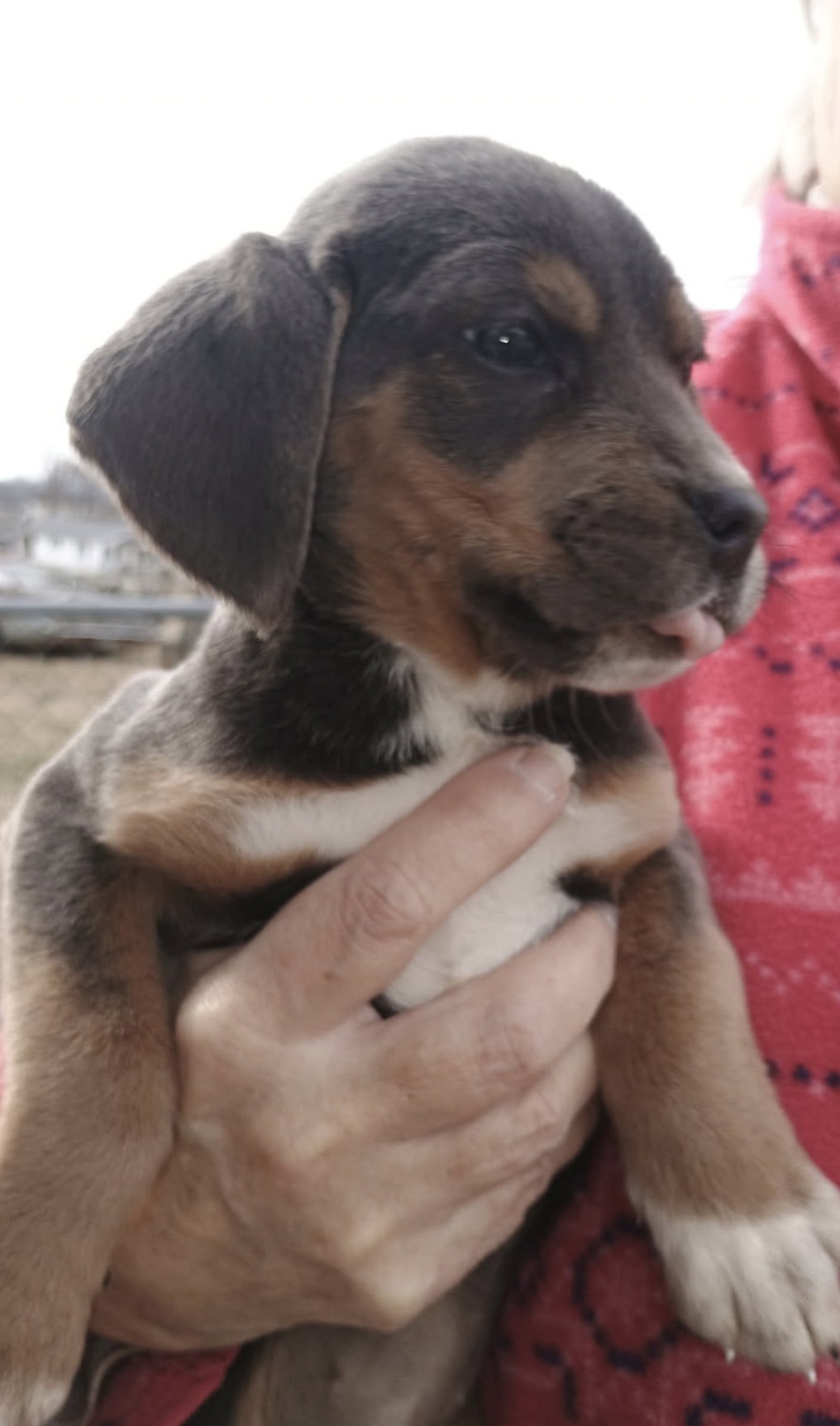 Beatrice (in foster) Image
