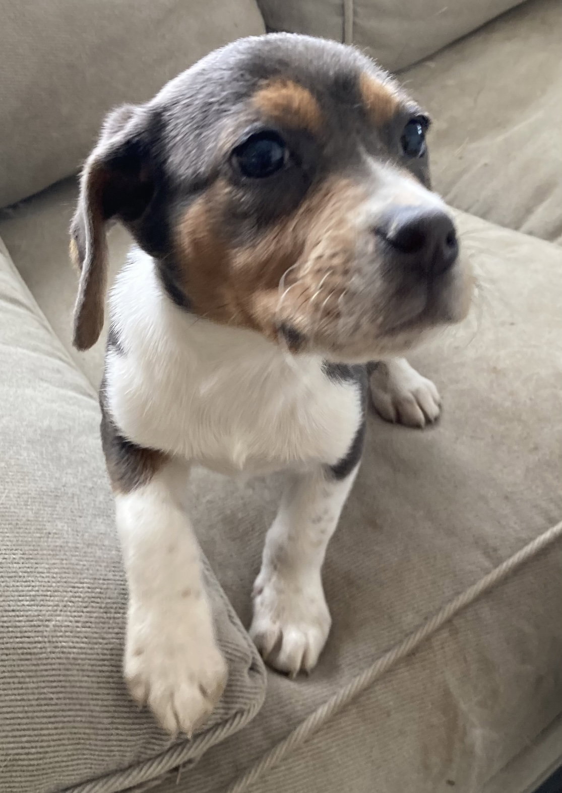 Bridget (in foster) Image