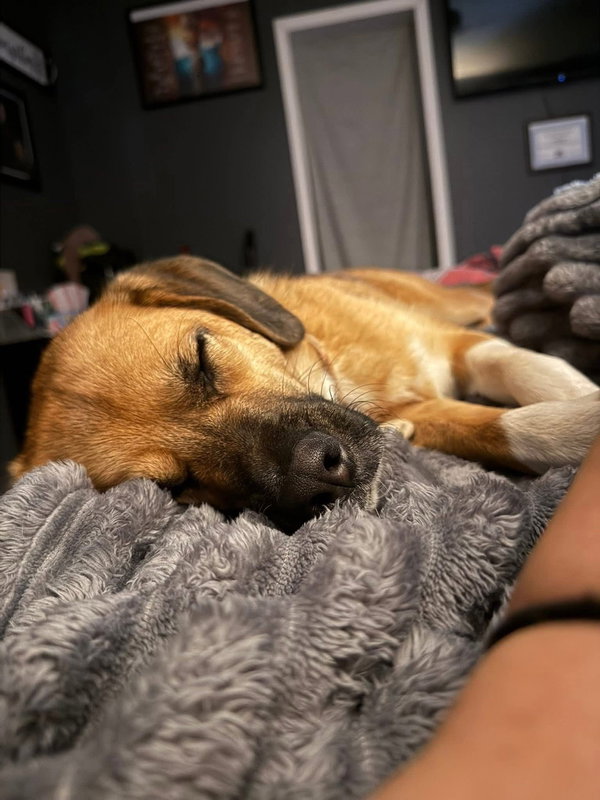Sunca (in foster)