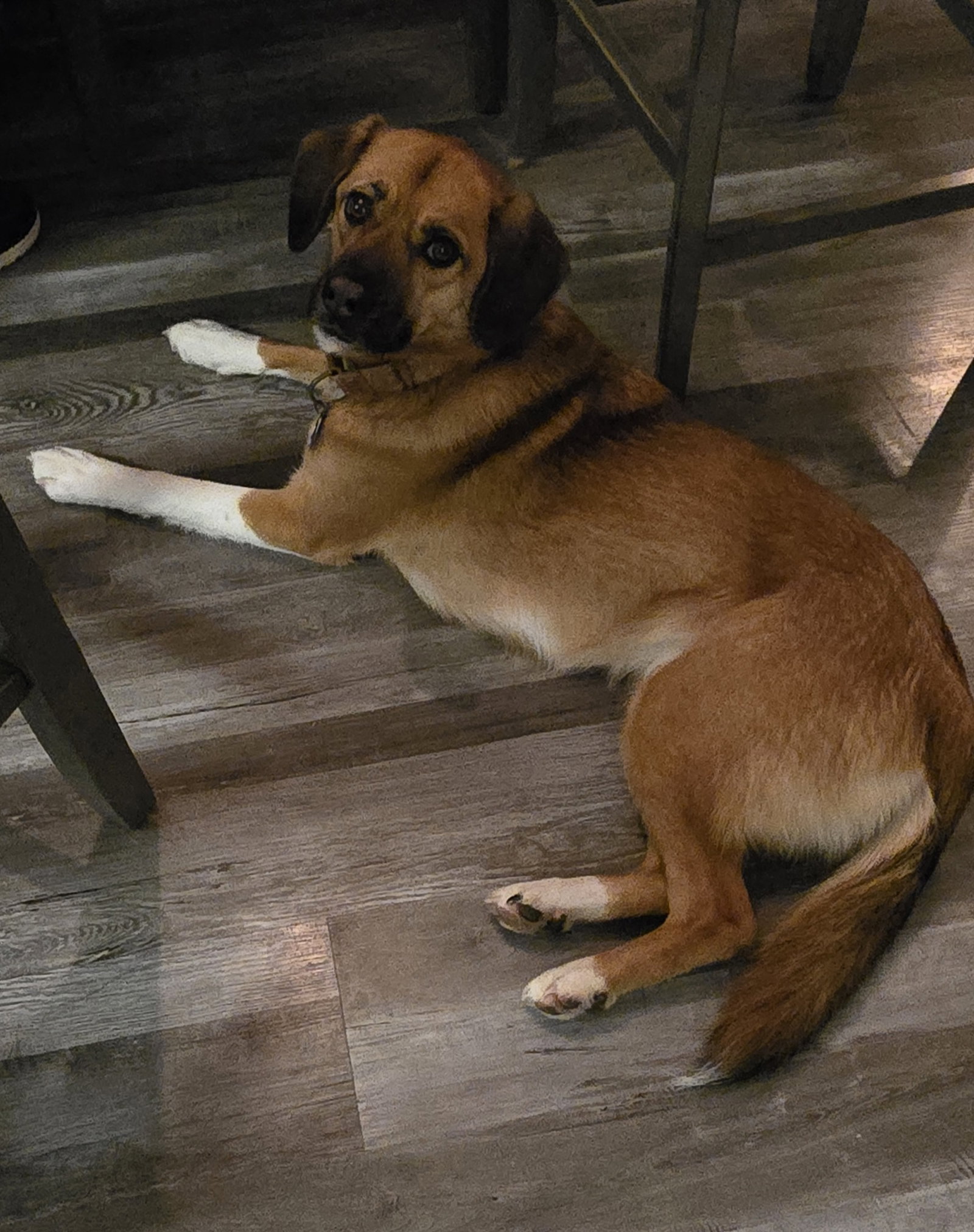 Sunca (in foster)