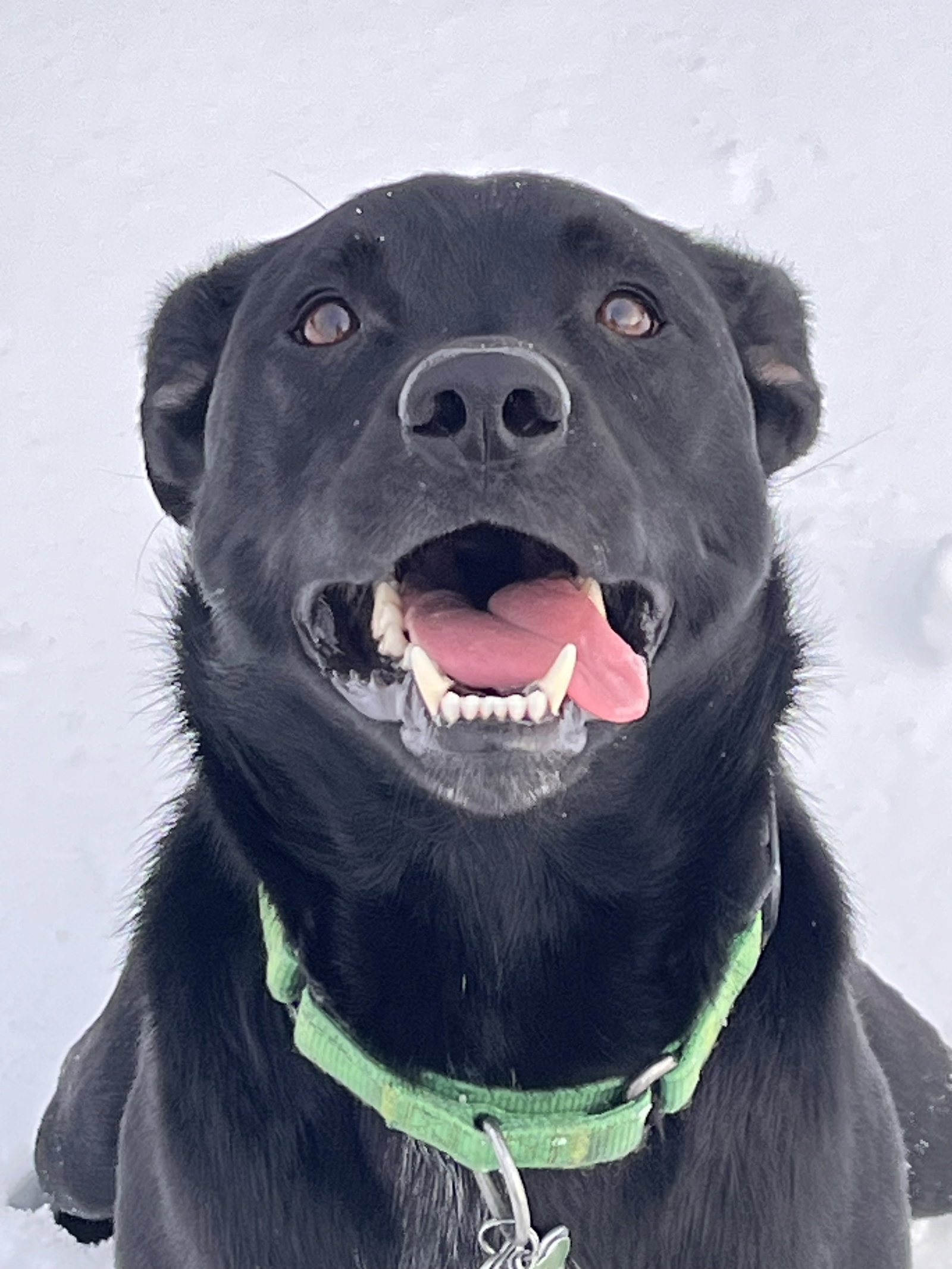 Timber (in foster)