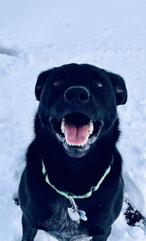 Timber (in foster)