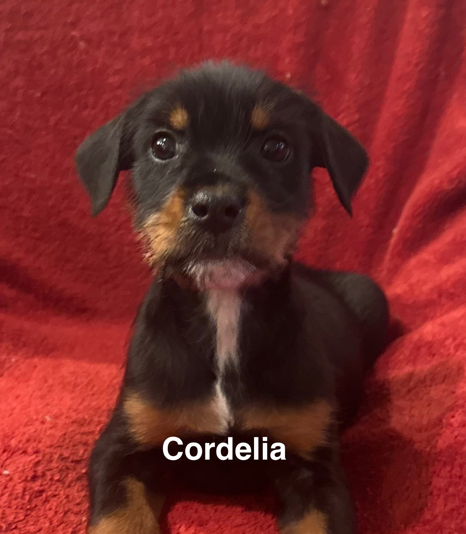 The Canine Coven “Cordelia” (in foster)