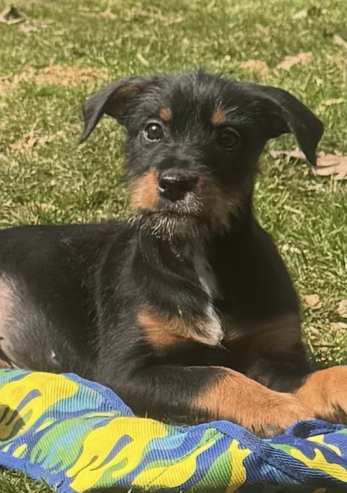 The Canine Coven “Cordelia” (in foster), an adoptable Miniature Schnauzer in Pottstown, PA
