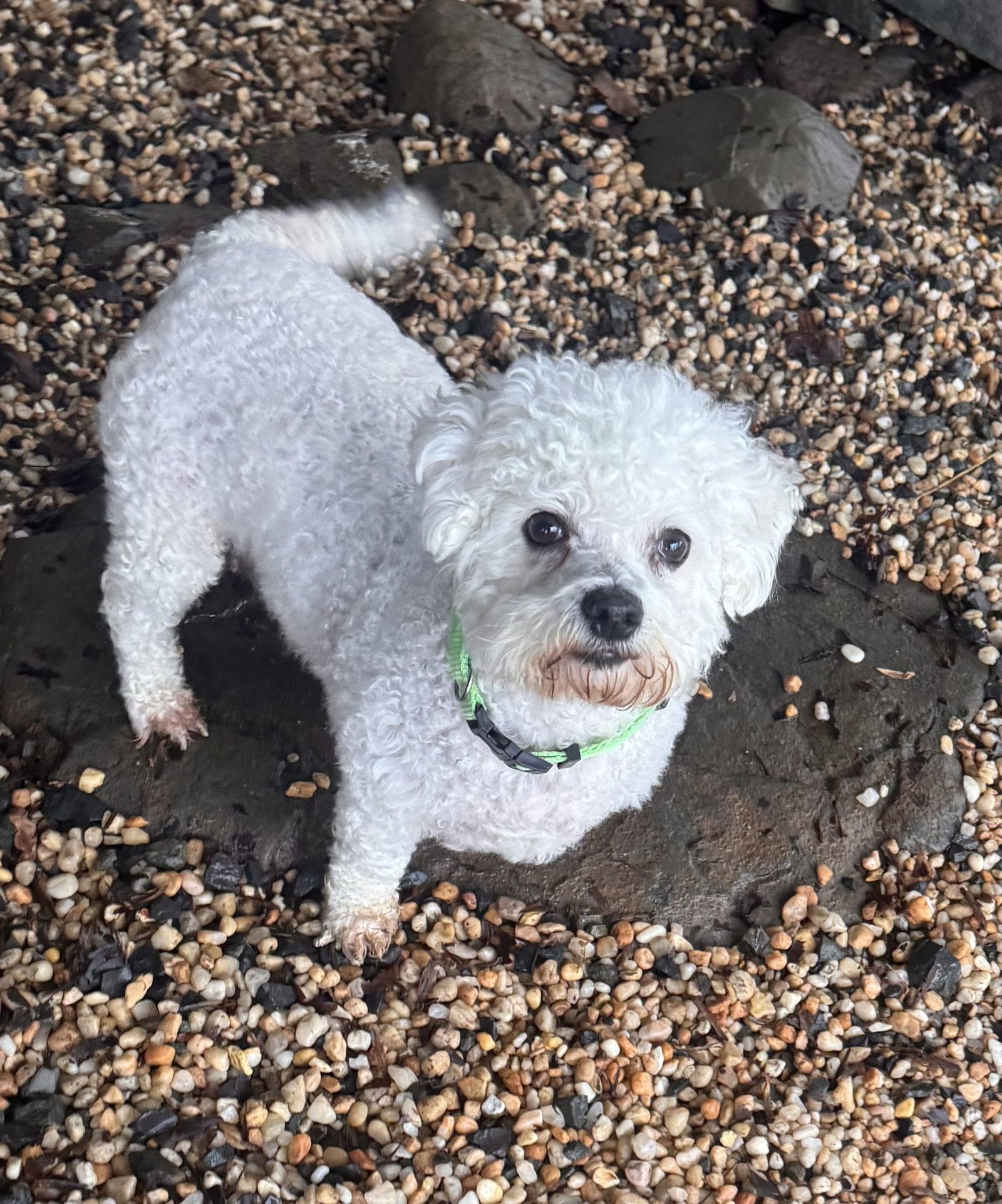 Lilly (in foster)