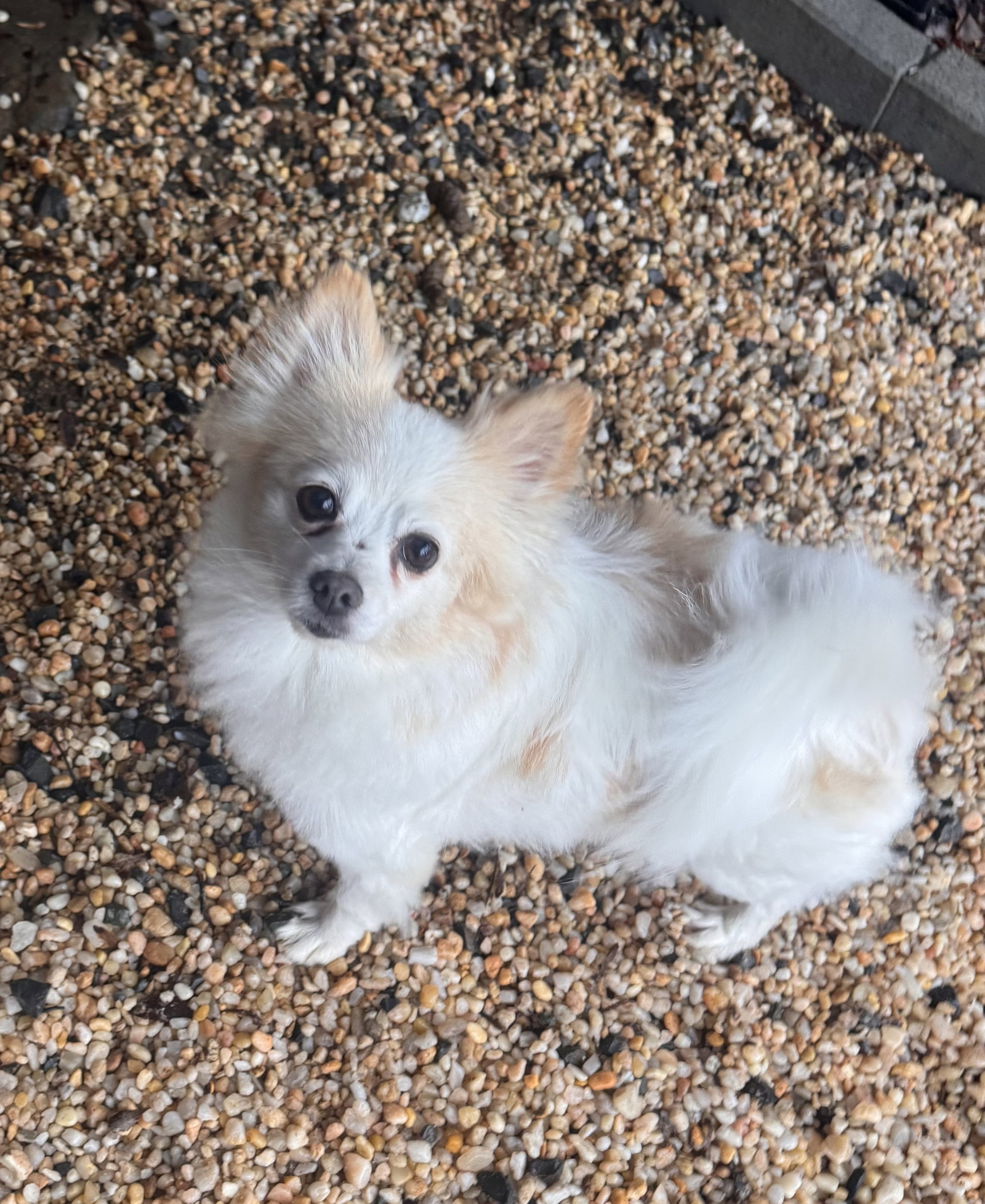 Cherise  (in foster)