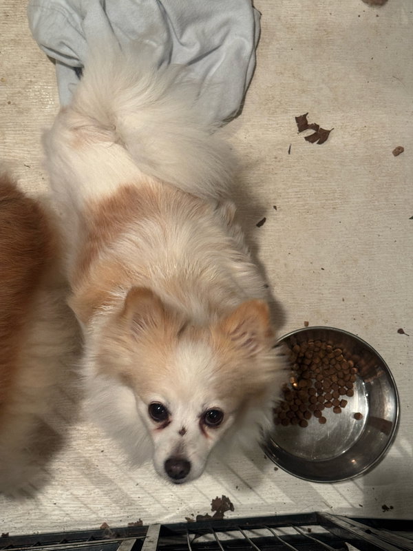 Cherise  (in foster)