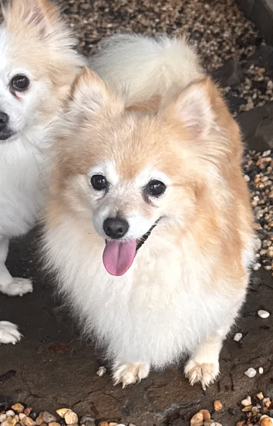 Charmin (in foster)