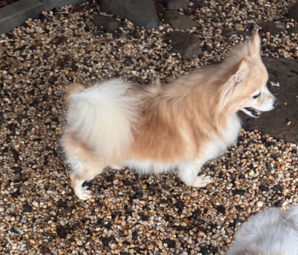 Charmin (in foster)