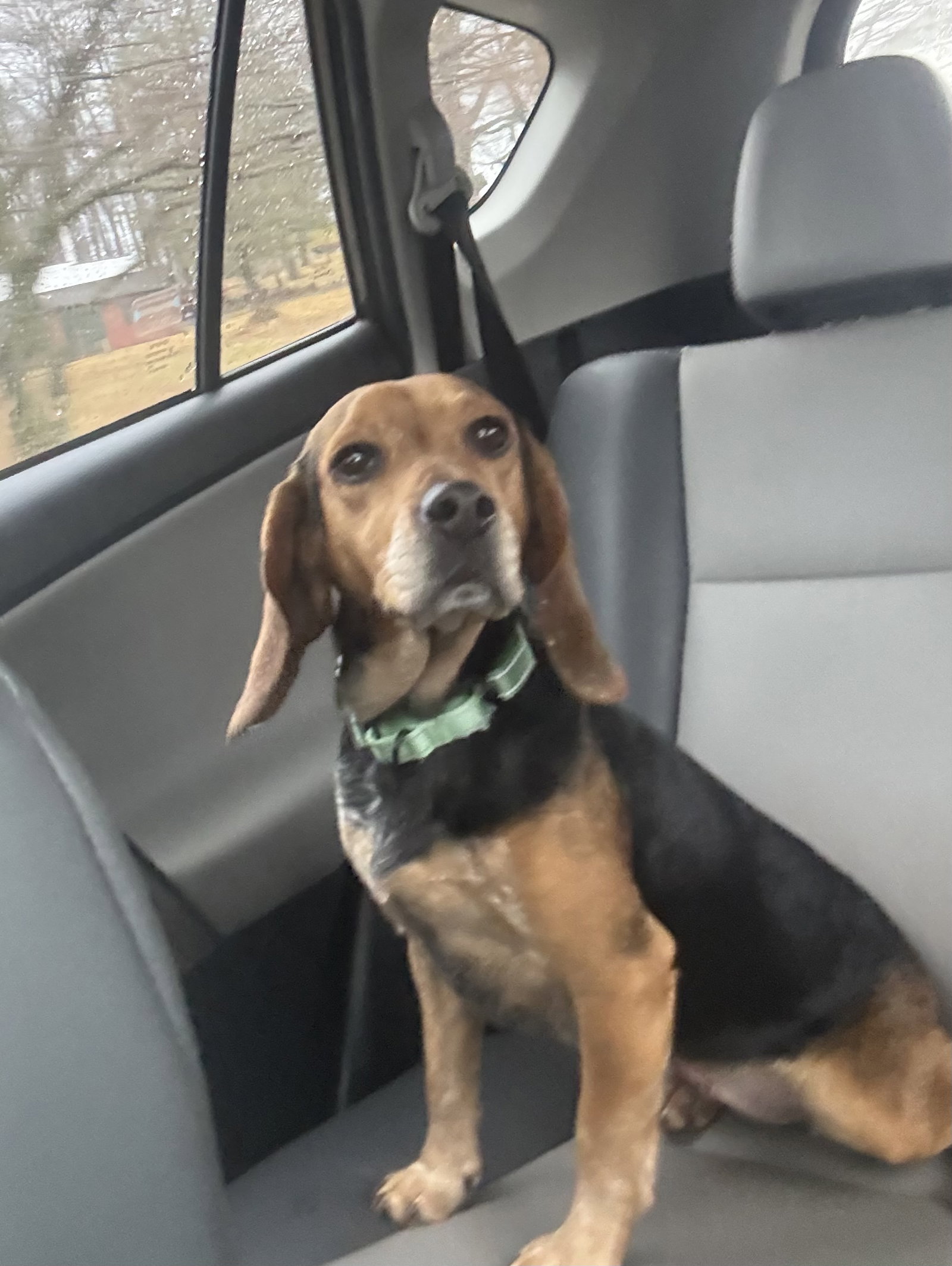 Heartly (in foster)