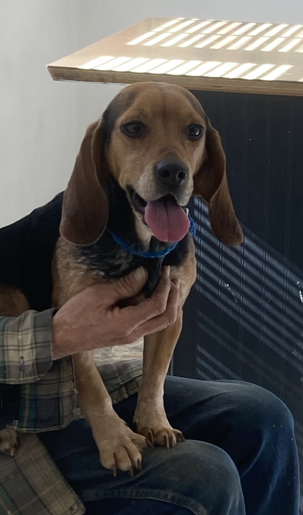 Heartly (in foster)