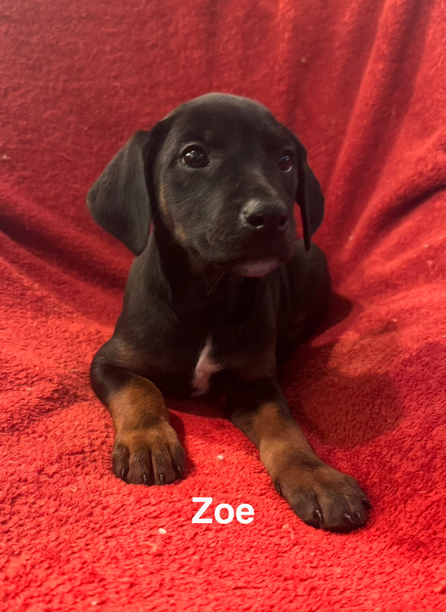 The Canine Coven “Zoe” in foster