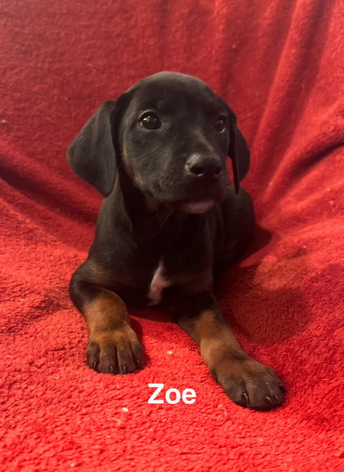 The Canine Coven “Zoe” in foster, an adoptable Doberman Pinscher in Pottstown, PA
