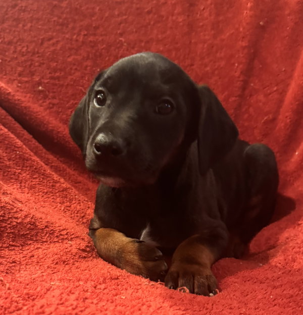 The Canine Coven “Zoe” in foster
