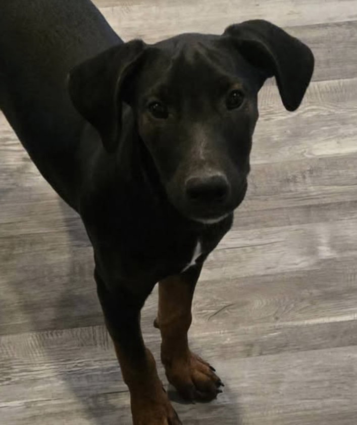 The Canine Coven “Zoe” in foster
