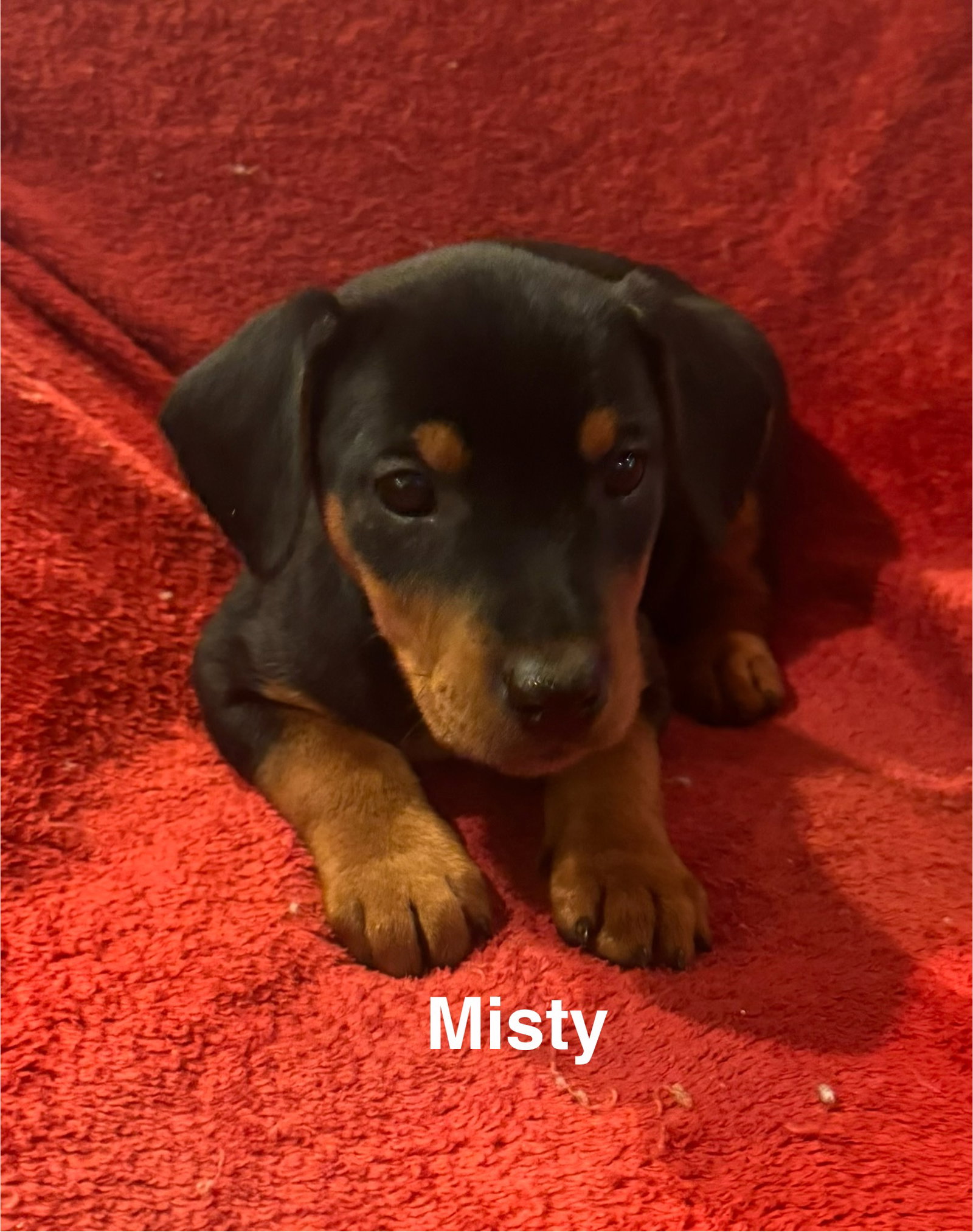 The Canine Coven “Misty” in foster