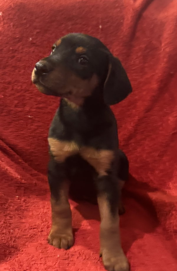 The Canine Coven “Misty” in foster