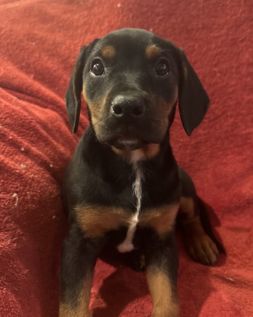 The Canine Coven “Myrtle” in foster, an adoptable Doberman Pinscher in Pottstown, PA