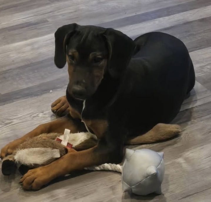 The Canine Coven “Myrtle” in foster