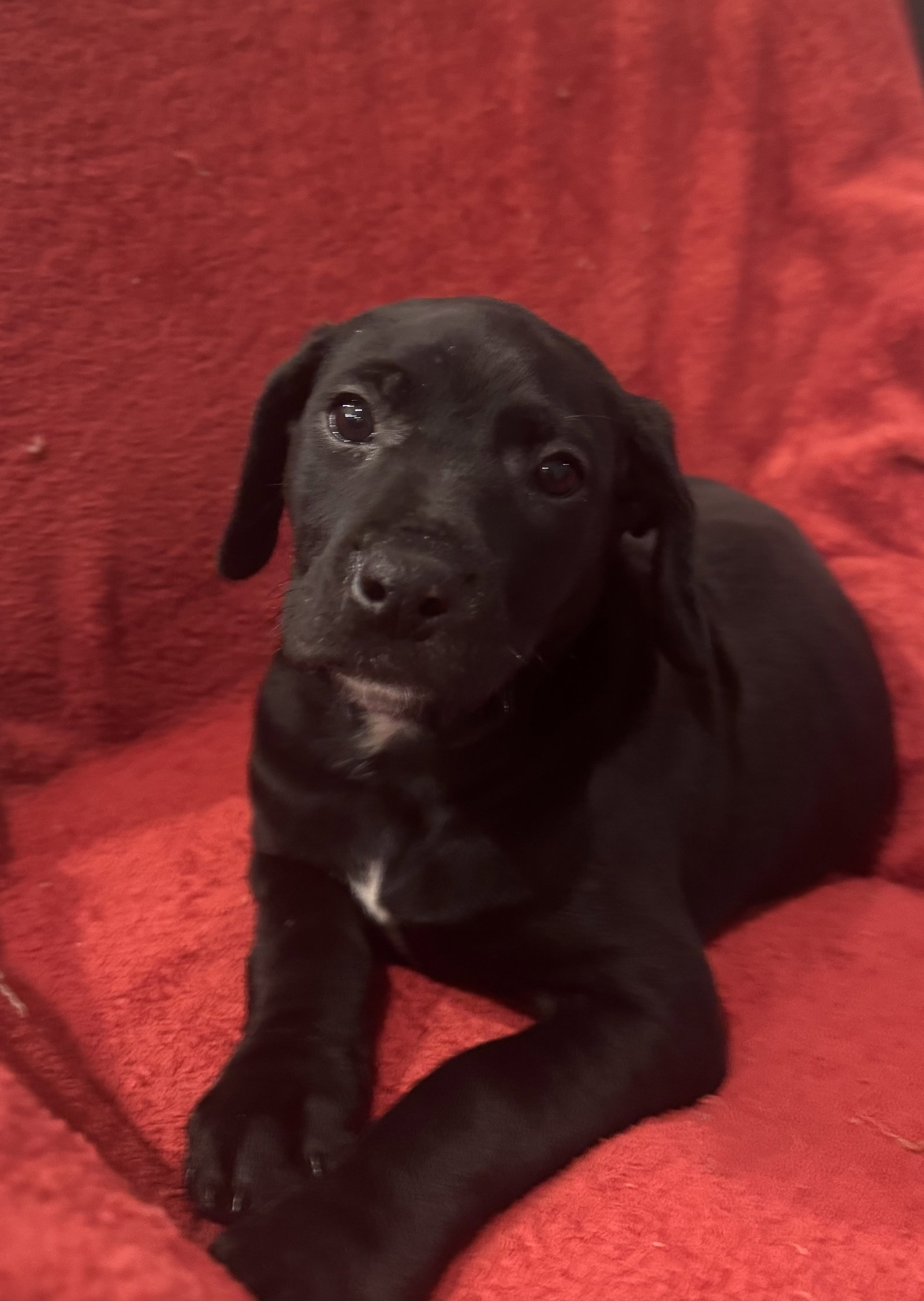 The Canine Coven “Madison” in foster