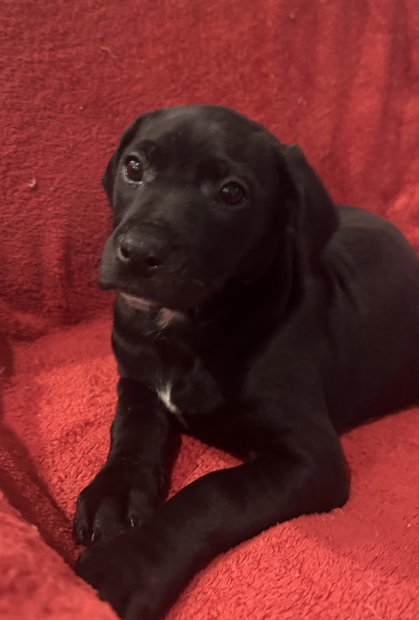 The Canine Coven “Madison” in foster