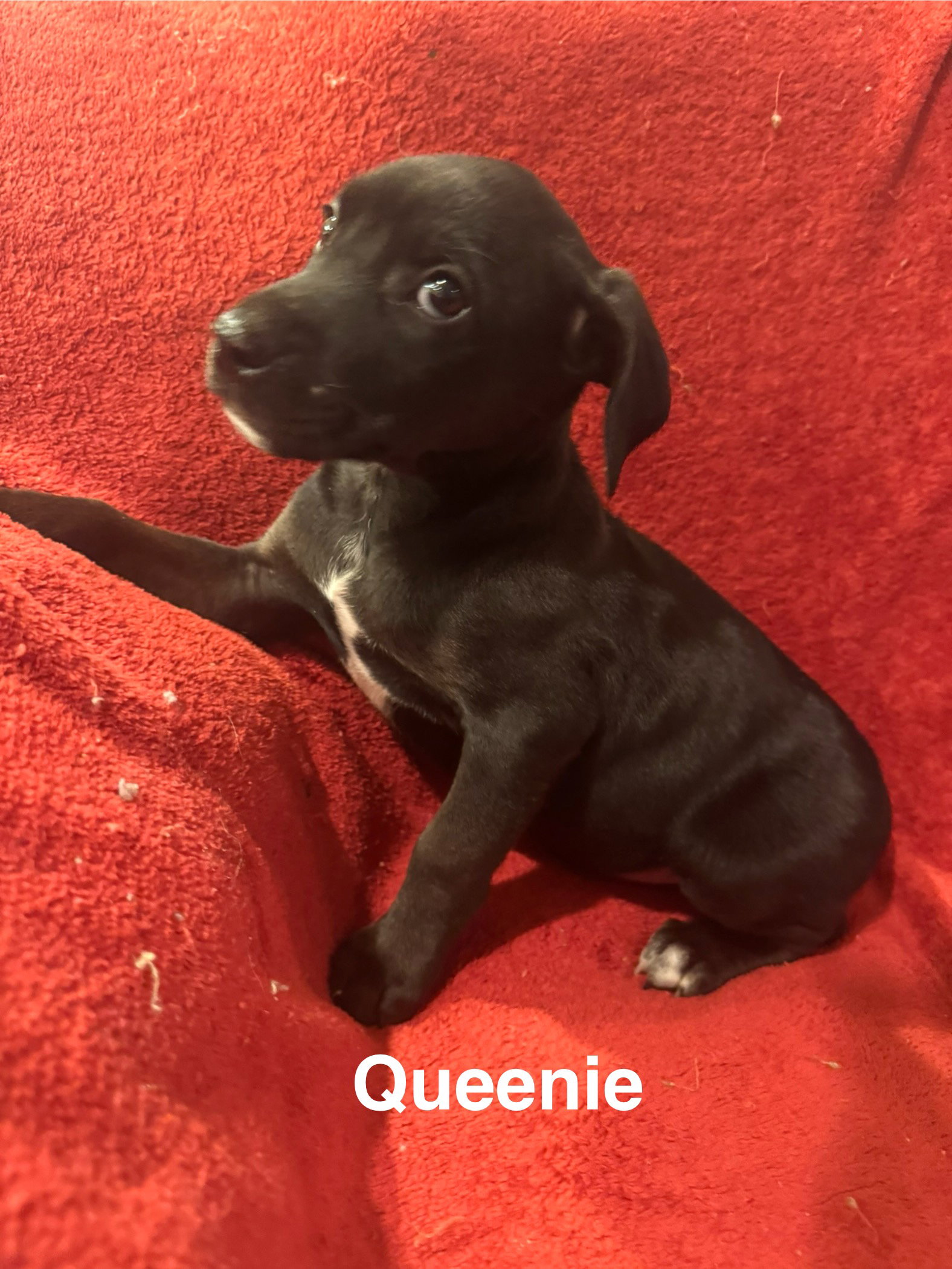 The Canine Coven “Queenie” in foster