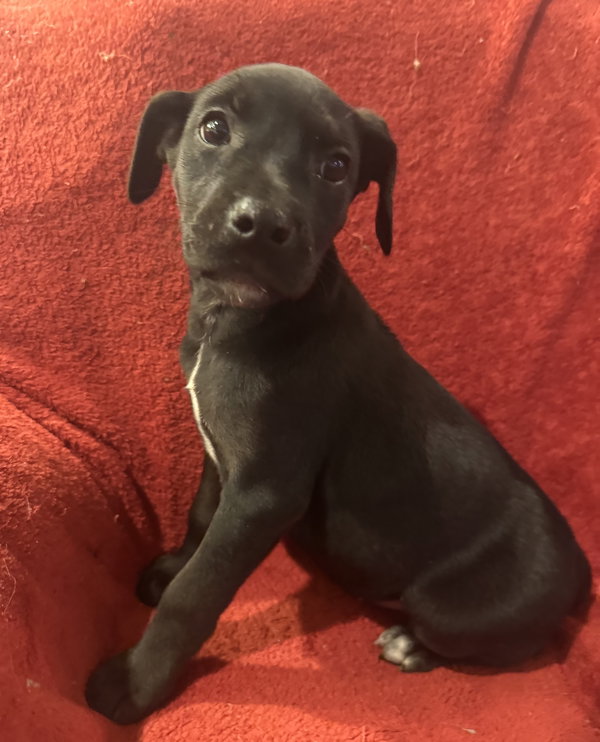 The Canine Coven “Queenie” in foster