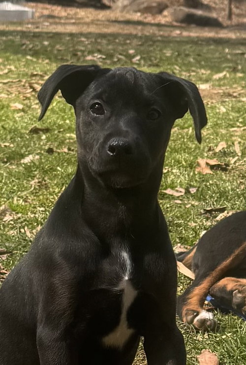 The Canine Coven “Queenie” in foster, an adoptable Doberman Pinscher in Pottstown, PA