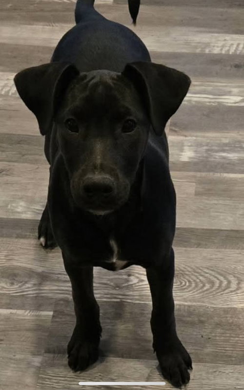 The Canine Coven “Queenie” in foster, an adoptable Doberman Pinscher in Pottstown, PA