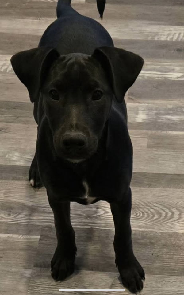 The Canine Coven “Queenie” in foster