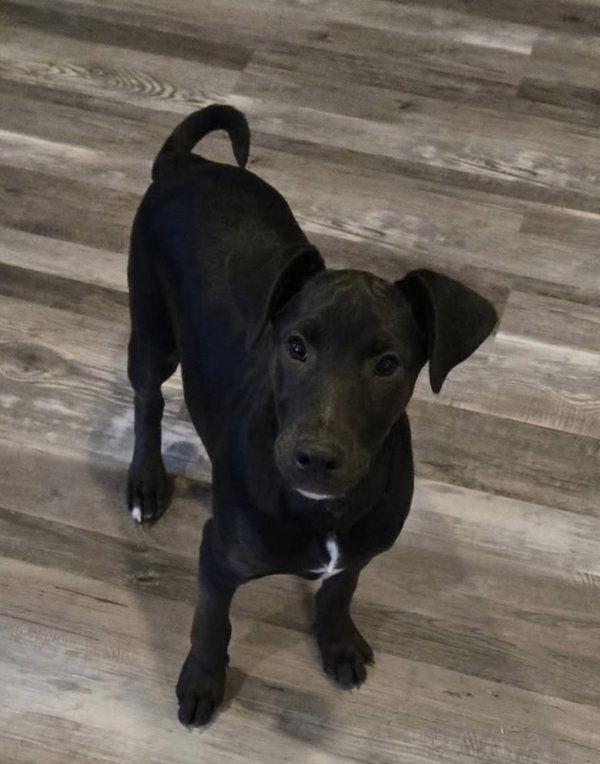 The Canine Coven “Queenie” in foster