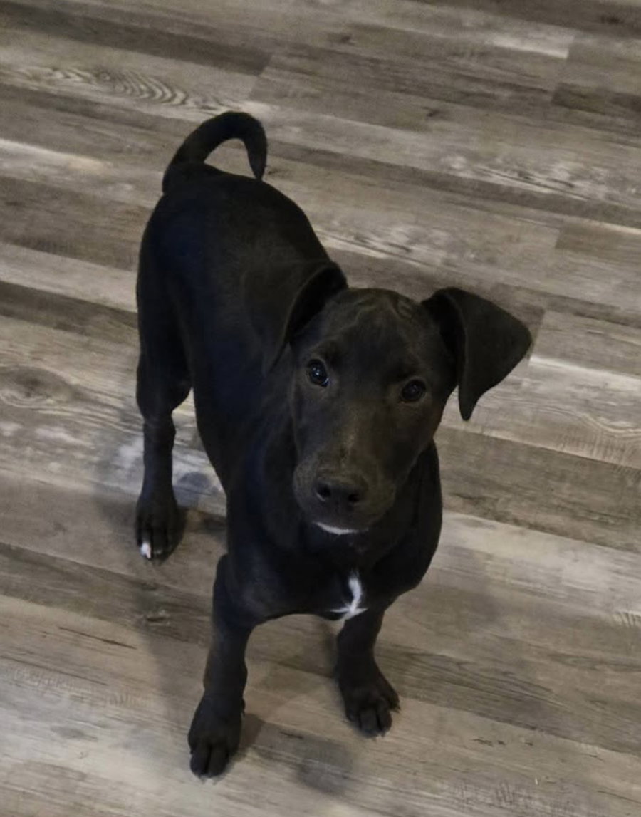 The Canine Coven “Queenie” in foster