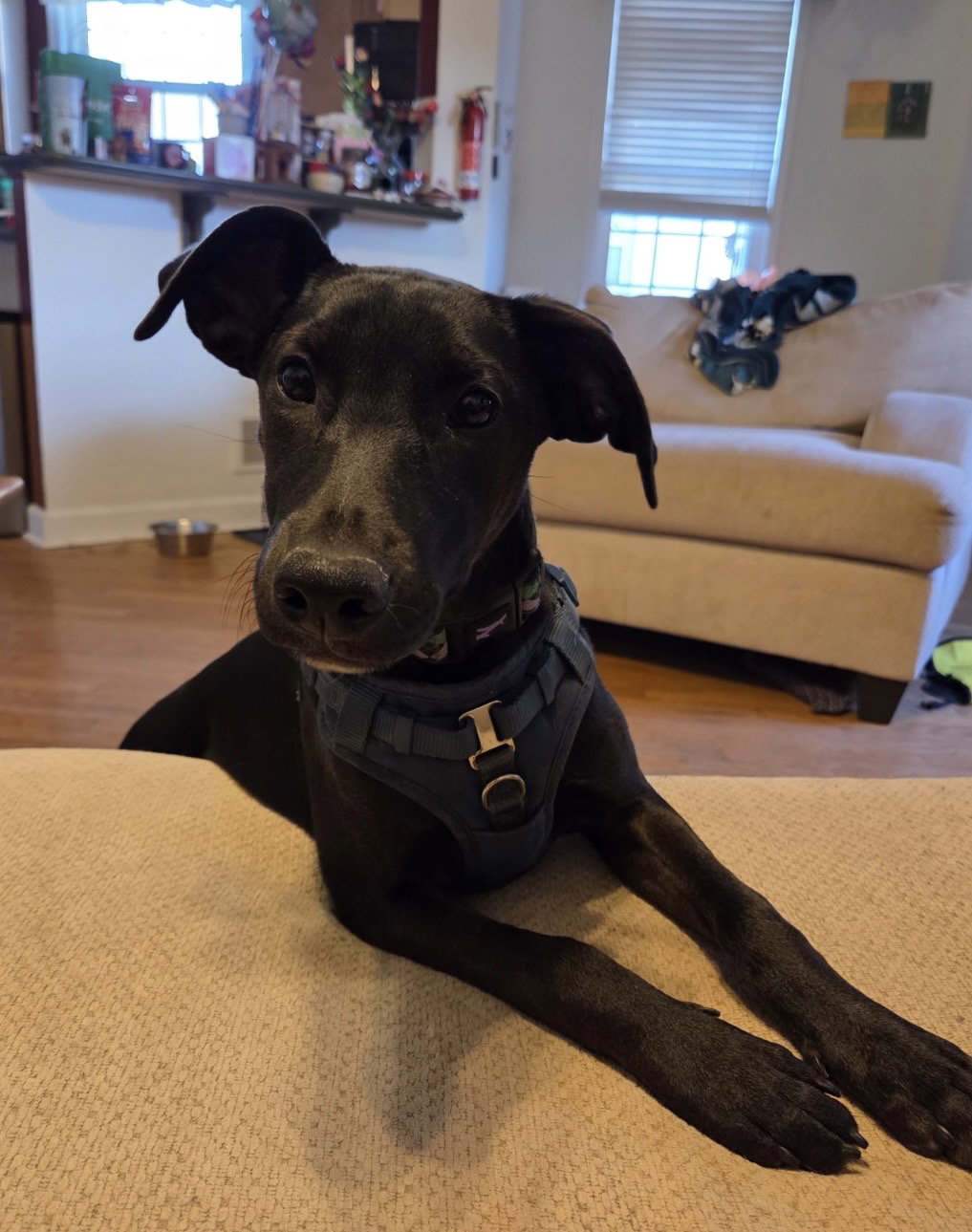 The Canine Coven “Queenie” in foster