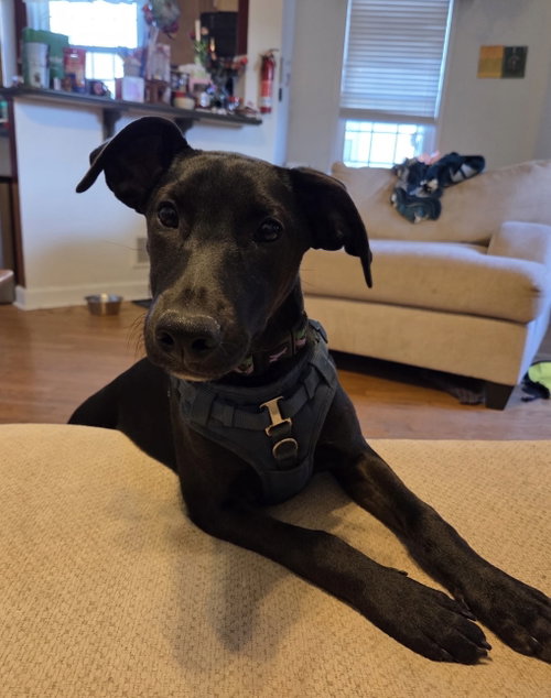The Canine Coven “Queenie” in foster