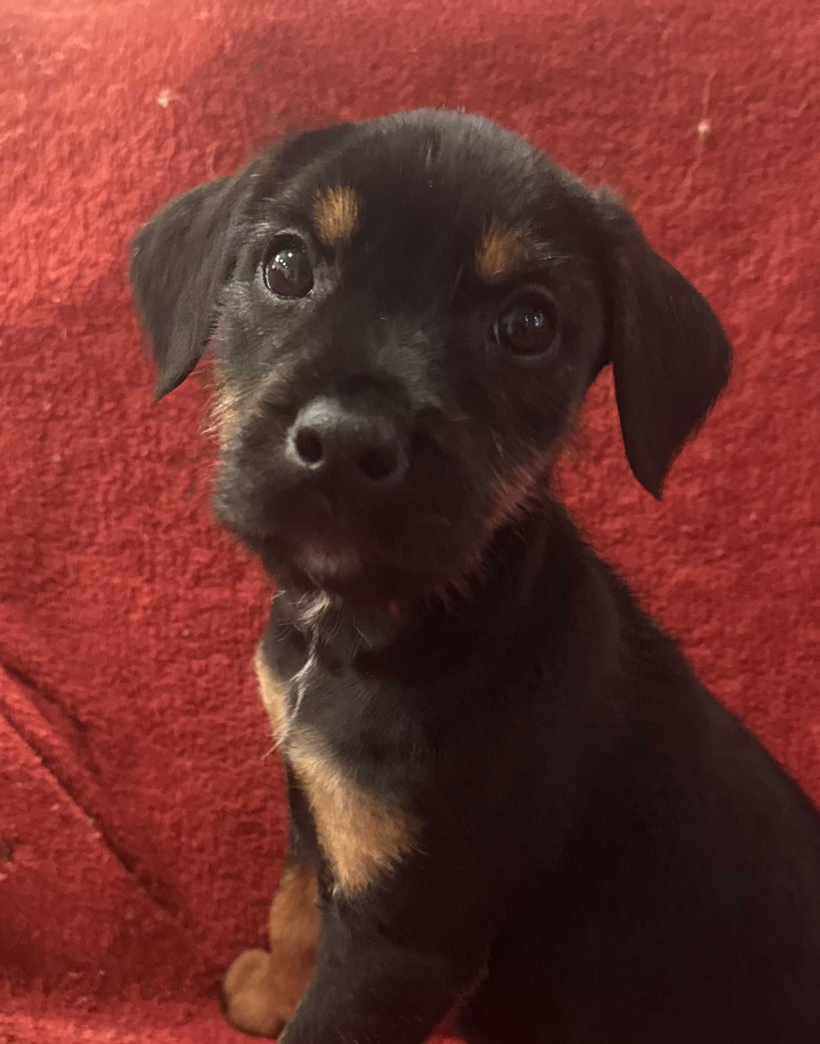 The Canine Coven “Fiona” in foster