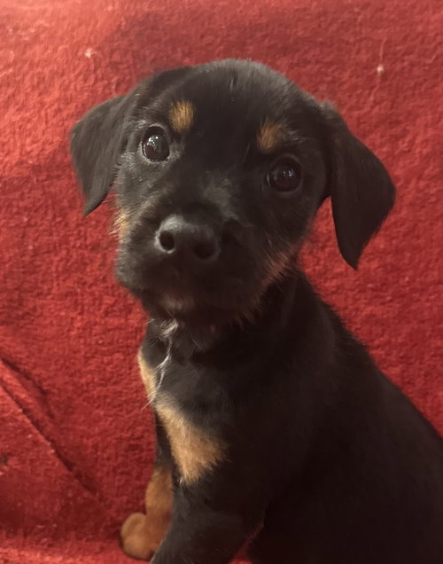 The Canine Coven “Fiona” in foster, an adoptable Miniature Schnauzer in Pottstown, PA