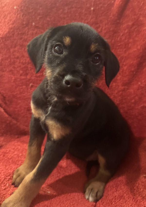 The Canine Coven “Fiona” in foster