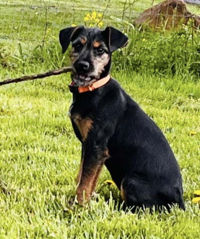 The Canine Coven “Fiona” in foster