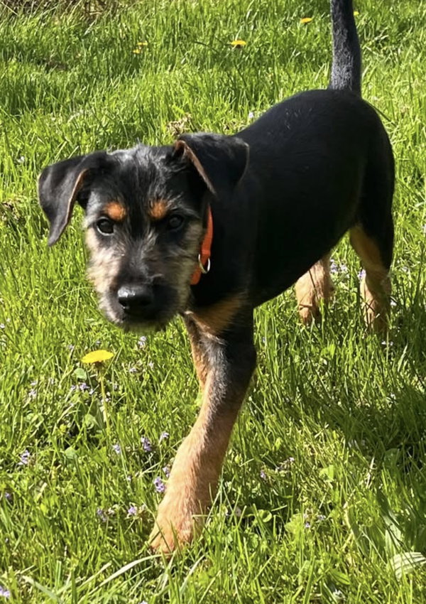 The Canine Coven “Fiona” in foster