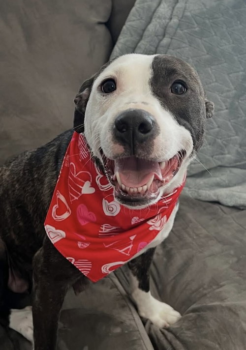 Harley (in foster), an adoptable American Pit Bull Terrier in Pottstown, PA