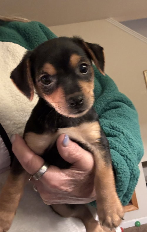 Alvin (in foster), an adoptable Chihuahua in Pottstown, PA