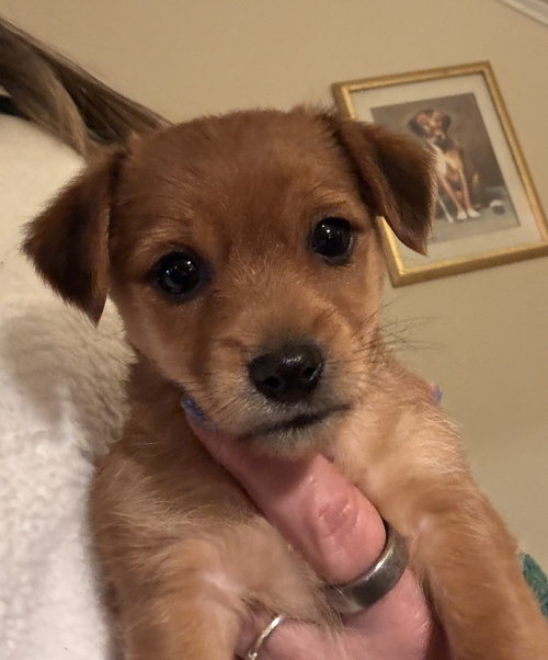 Simon (in foster), an adoptable Chihuahua in Pottstown, PA