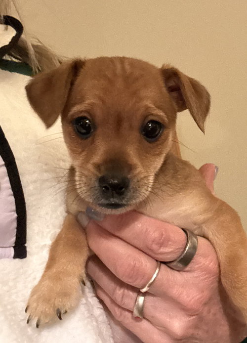 Theodore (in foster), an adoptable Chihuahua in Pottstown, PA