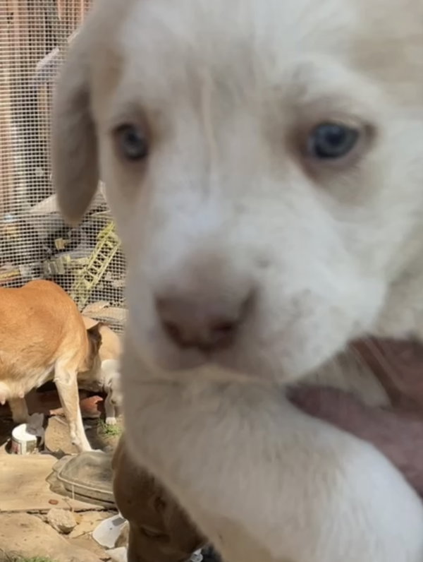 Gilda (in foster)