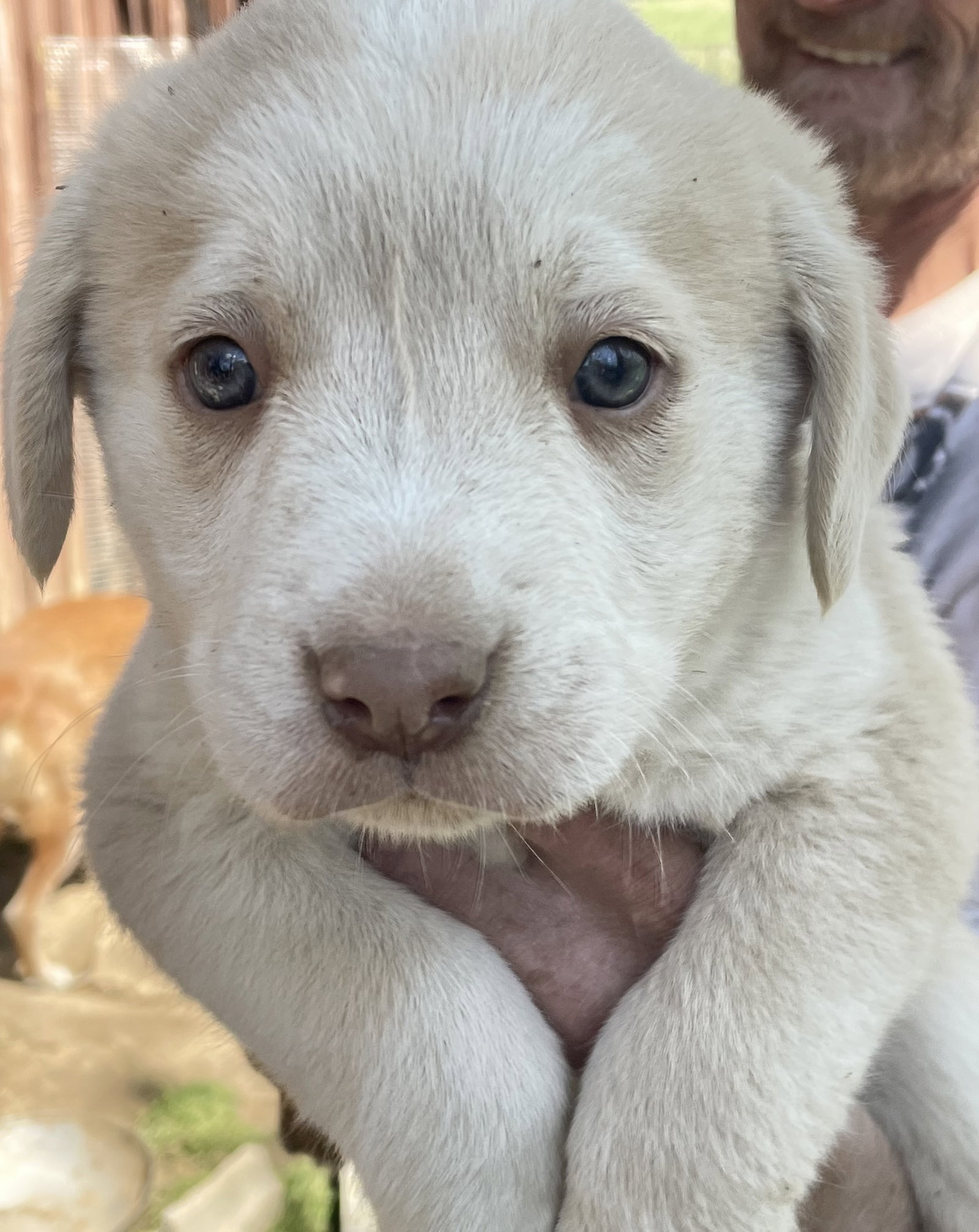 Gilda (in foster)